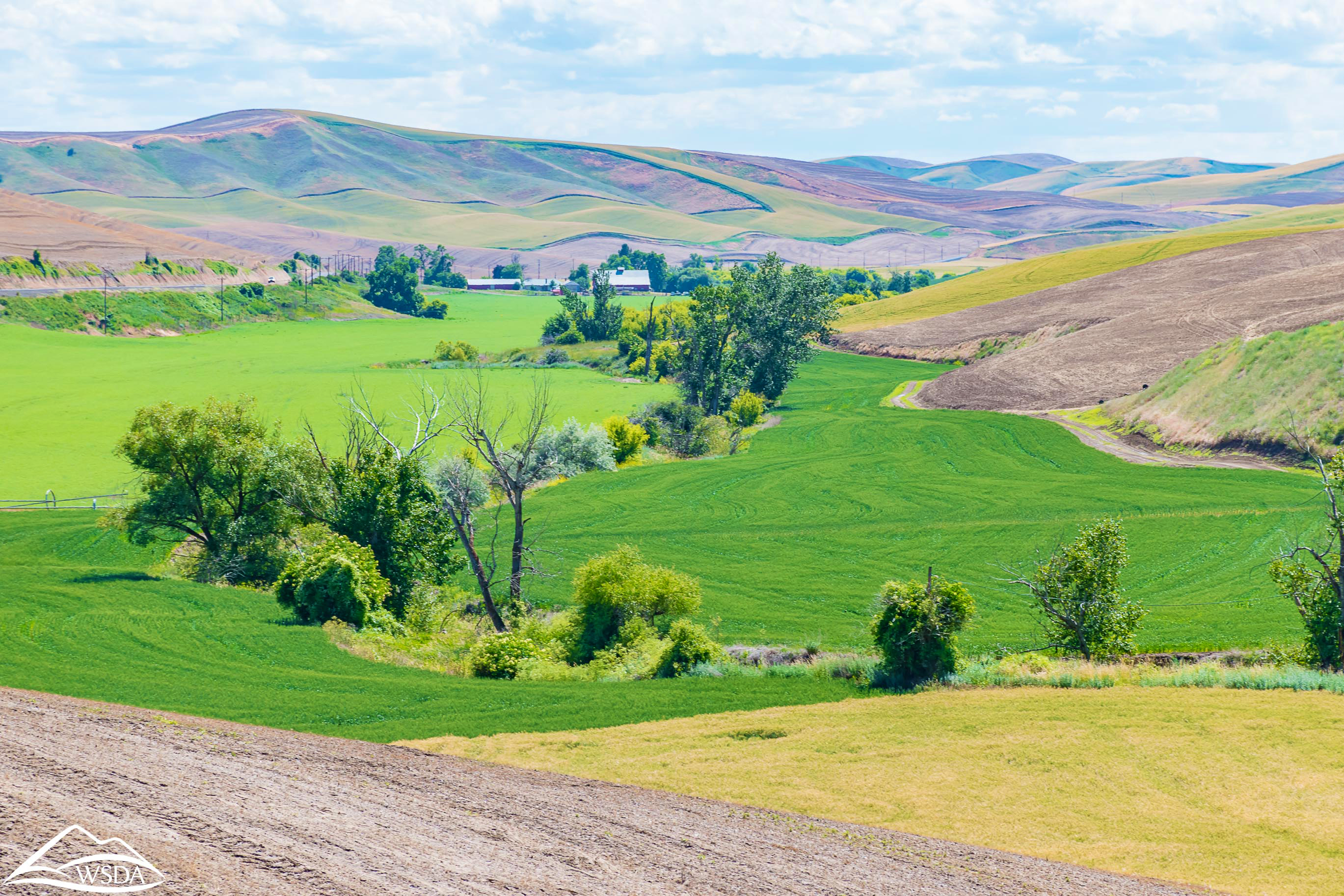 Green wheatfilds on rolling hills in the Walla Walla Basin